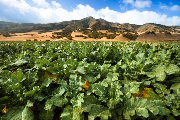 Local Salinas Valley crops